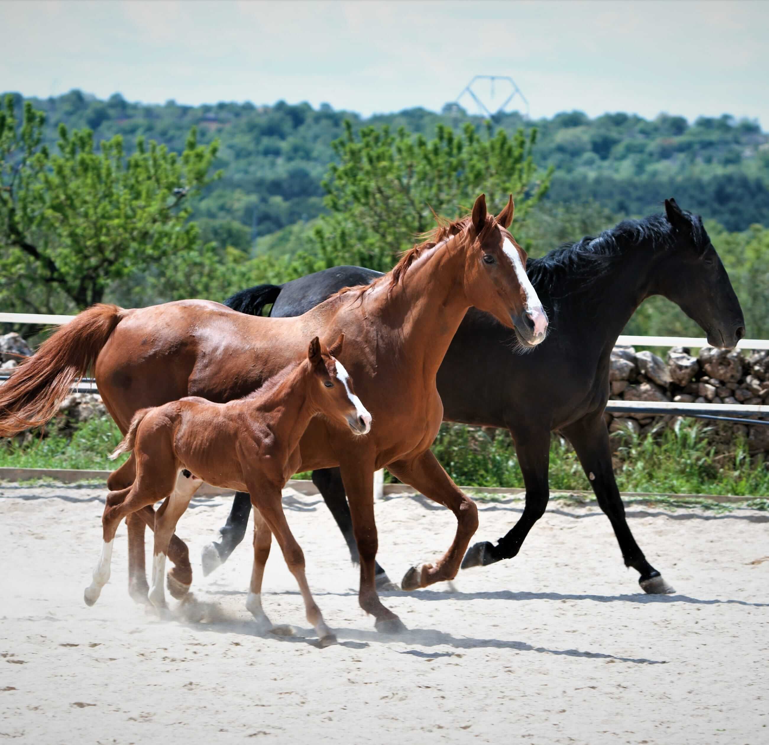 cavalli-agriturismo amiciziz